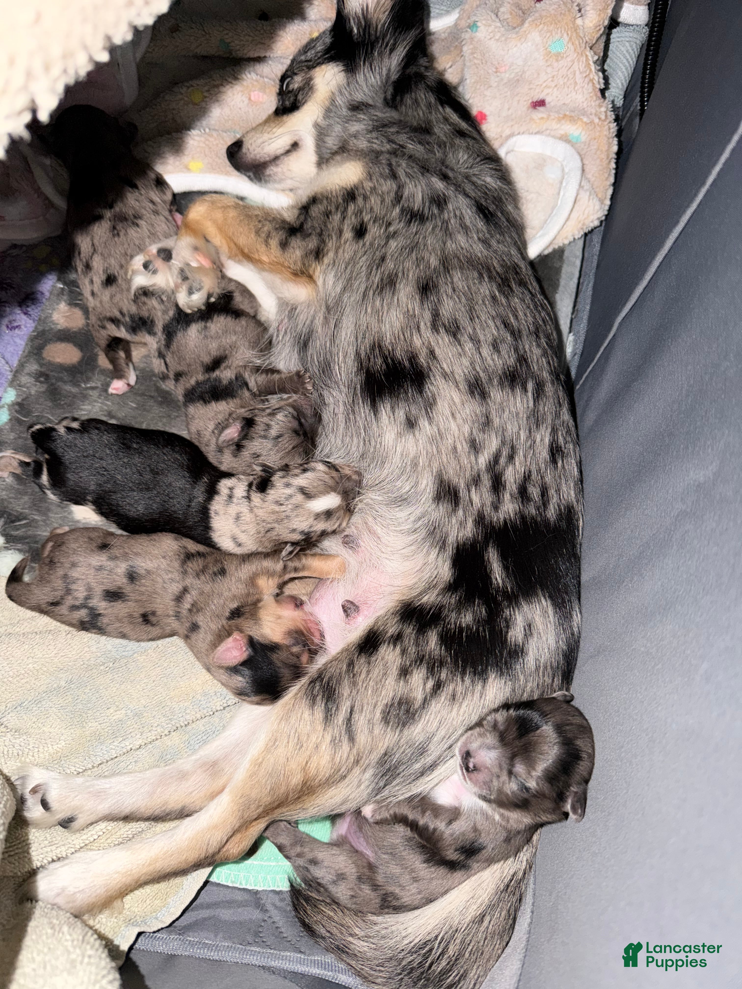 Mixed Breed dogs Mixed Breed 2 - Ad 24