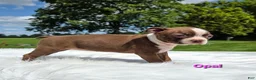 Boston Terrier dogs for sale: Opal - Ad 5