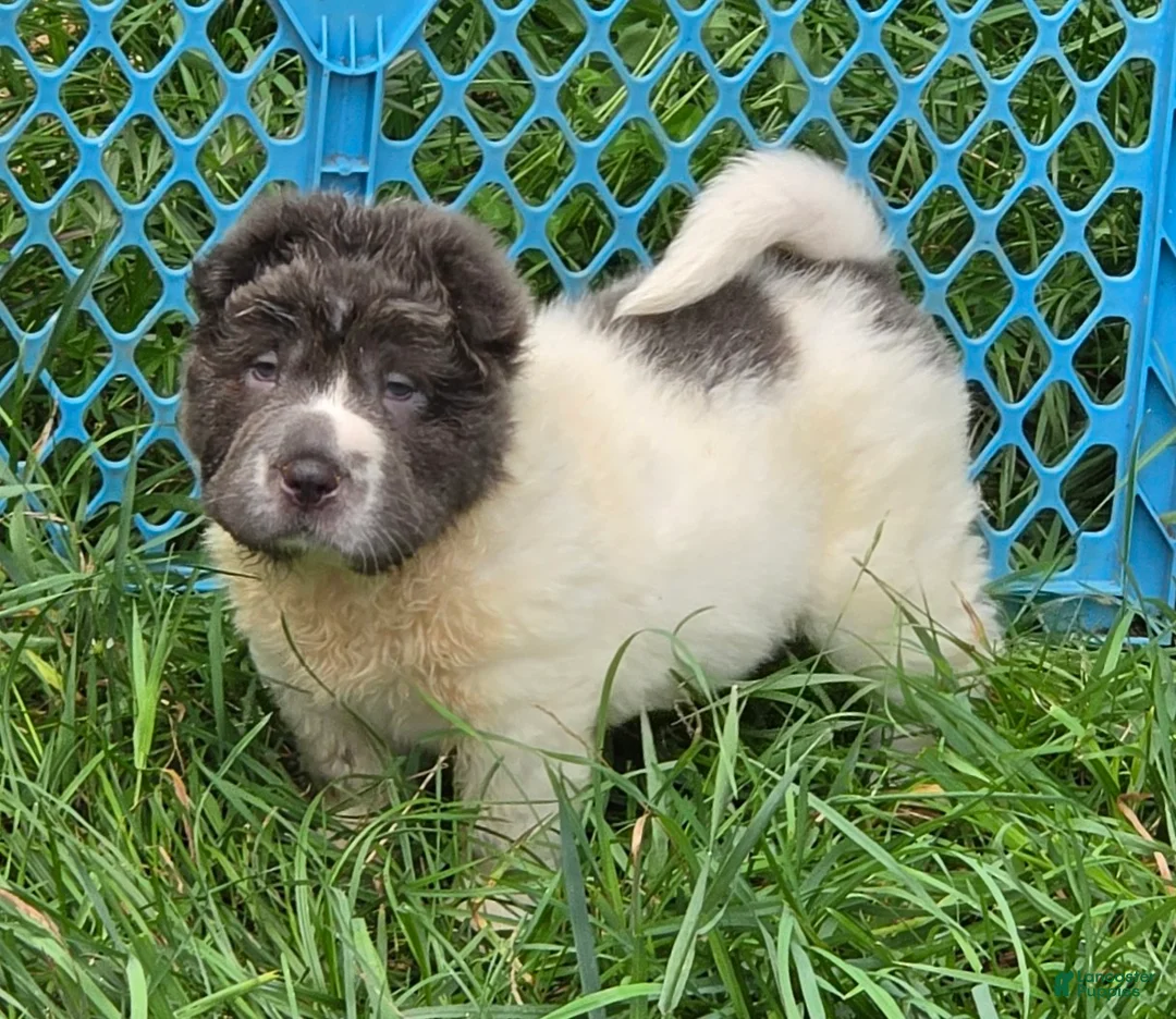 Shar Pei dogs for sale: Tara blue flower bear coat  - Ad 1