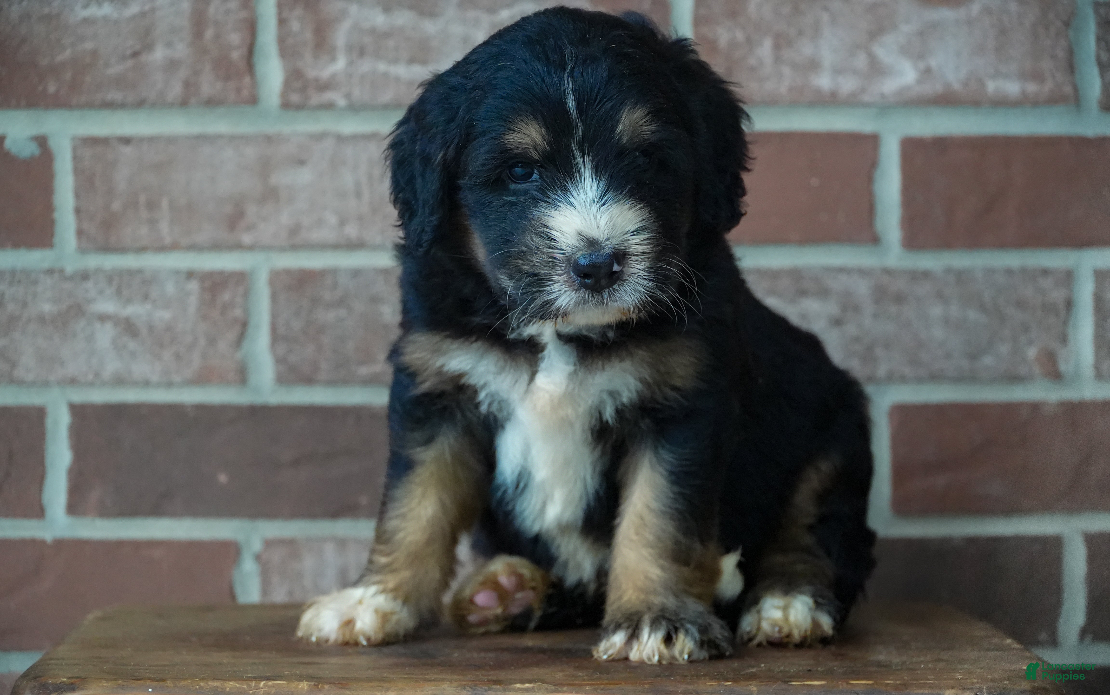 Bernedoodle dogs Timber - Ad 1