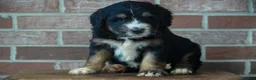 Bernedoodle dogs for sale: Timber - Ad 1