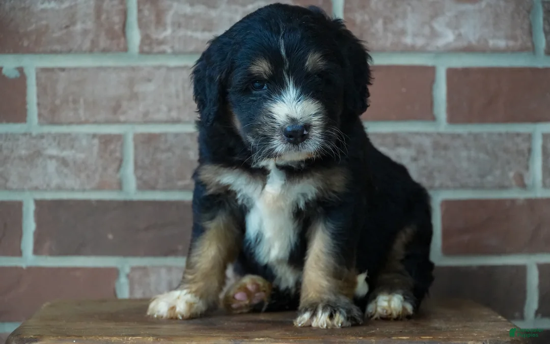Bernedoodle dogs for sale: Timber - Ad 1