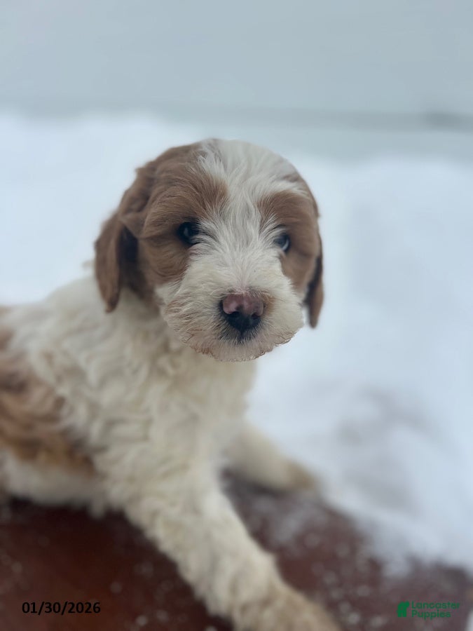 Mini Goldendoodle dogs Iris - Ad 2