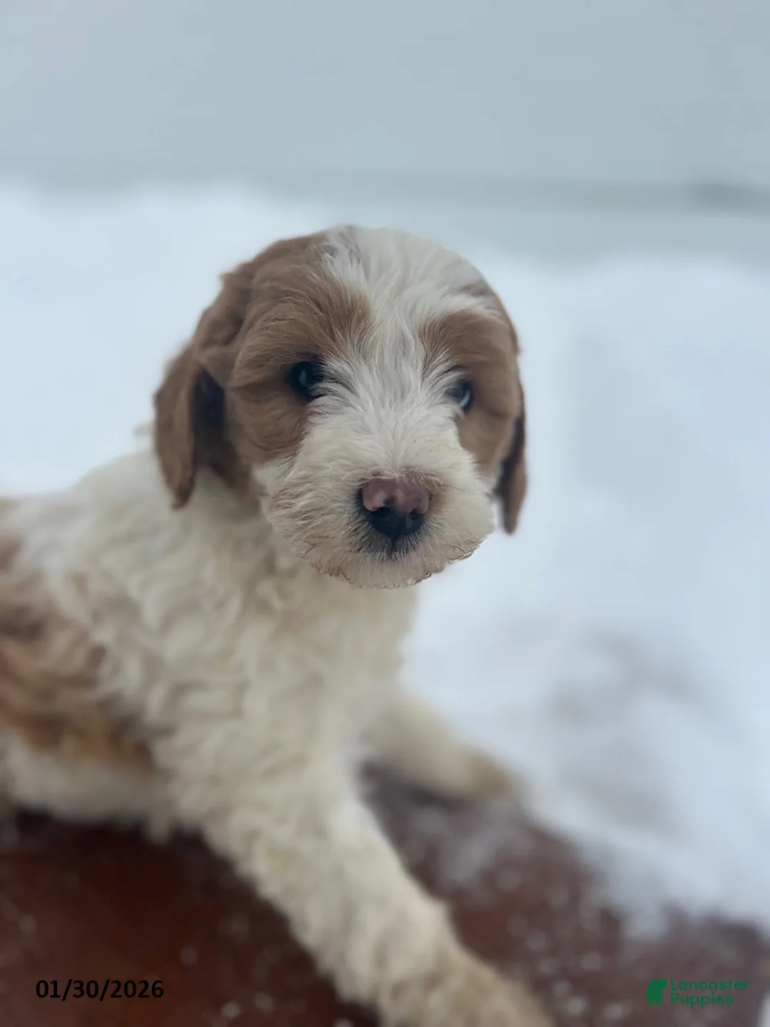 Mini Goldendoodle dogs for sale: Iris - Ad 4
