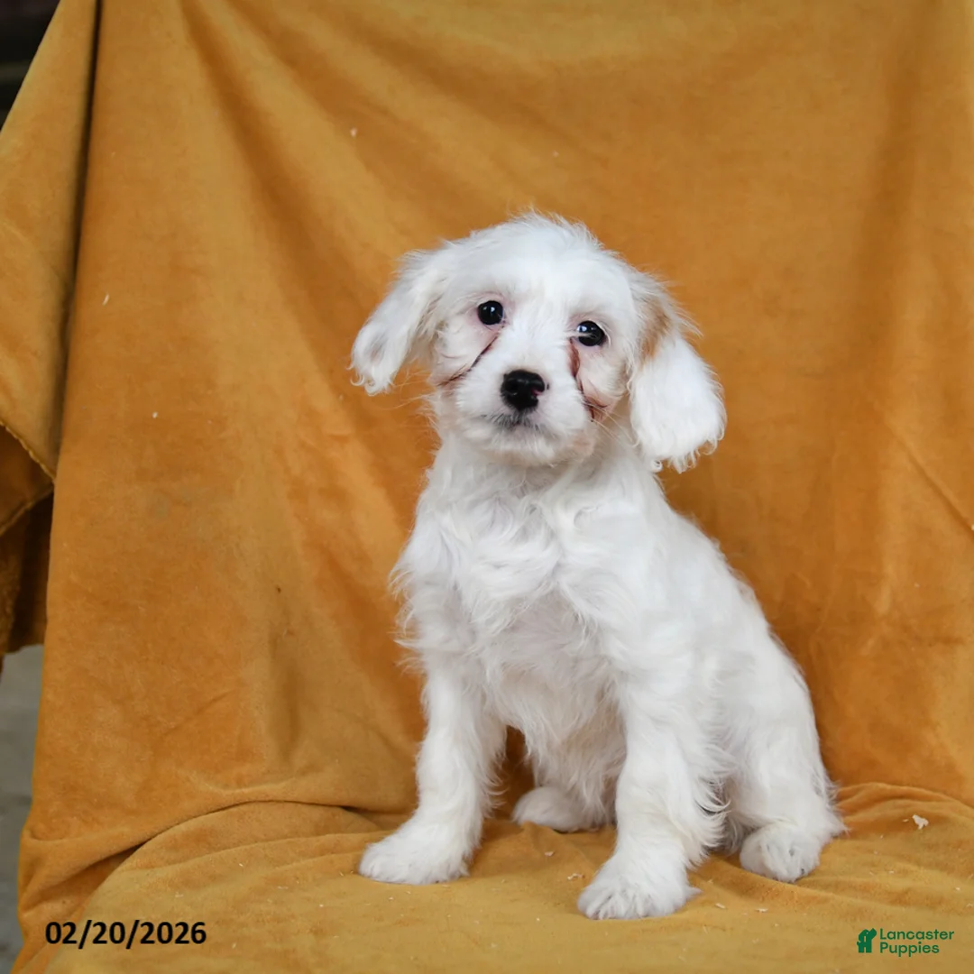 Cavapoo dogs for sale: Gidget - Ad 3
