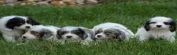 Cavapoo dogs for sale:  Preston🐶  - Ad 21