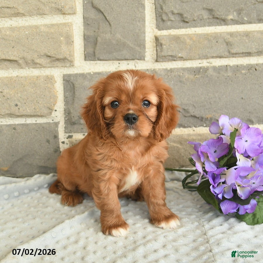 Cavalier King Charles Spaniel dogs Lancelot - Ad 1