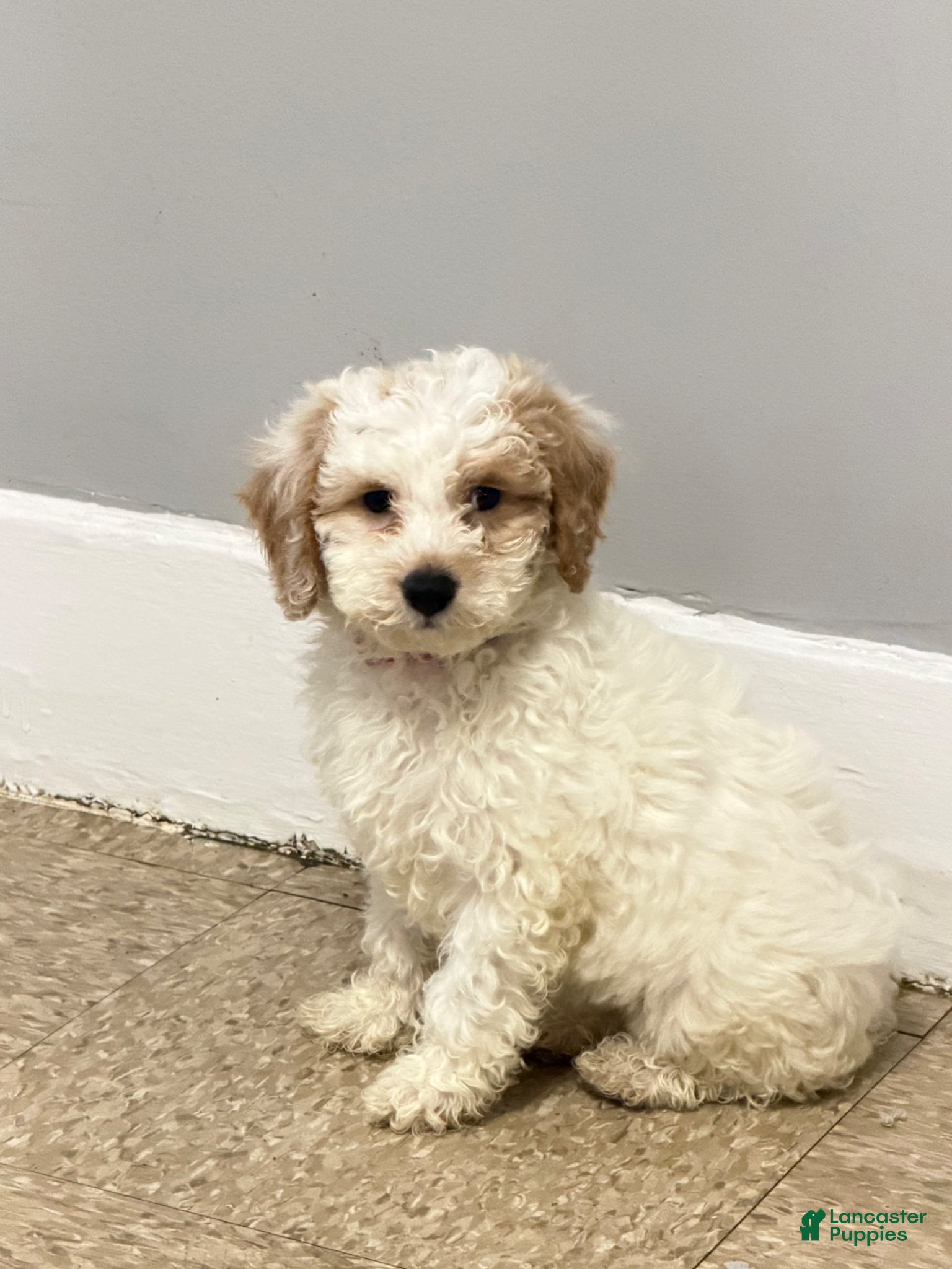Miniature Poodle dogs Lucero  - Ad 15