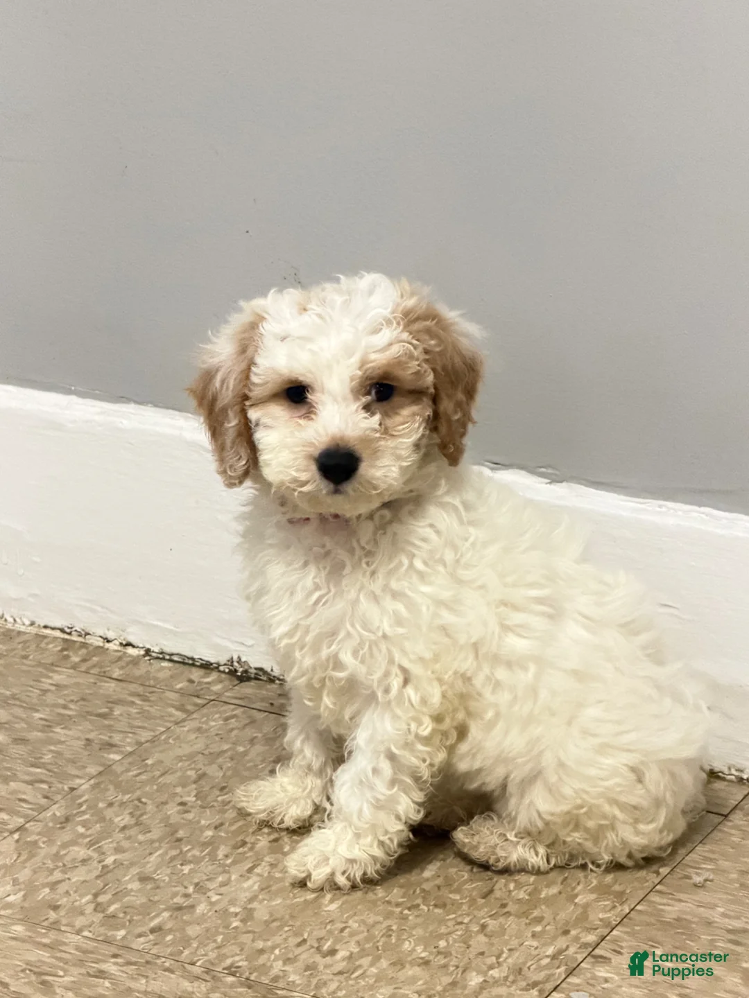 Miniature Poodle dogs for sale: Lucero  - Ad 1