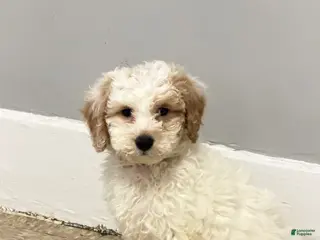 Miniature Poodle dogs Lucero - Ad 15