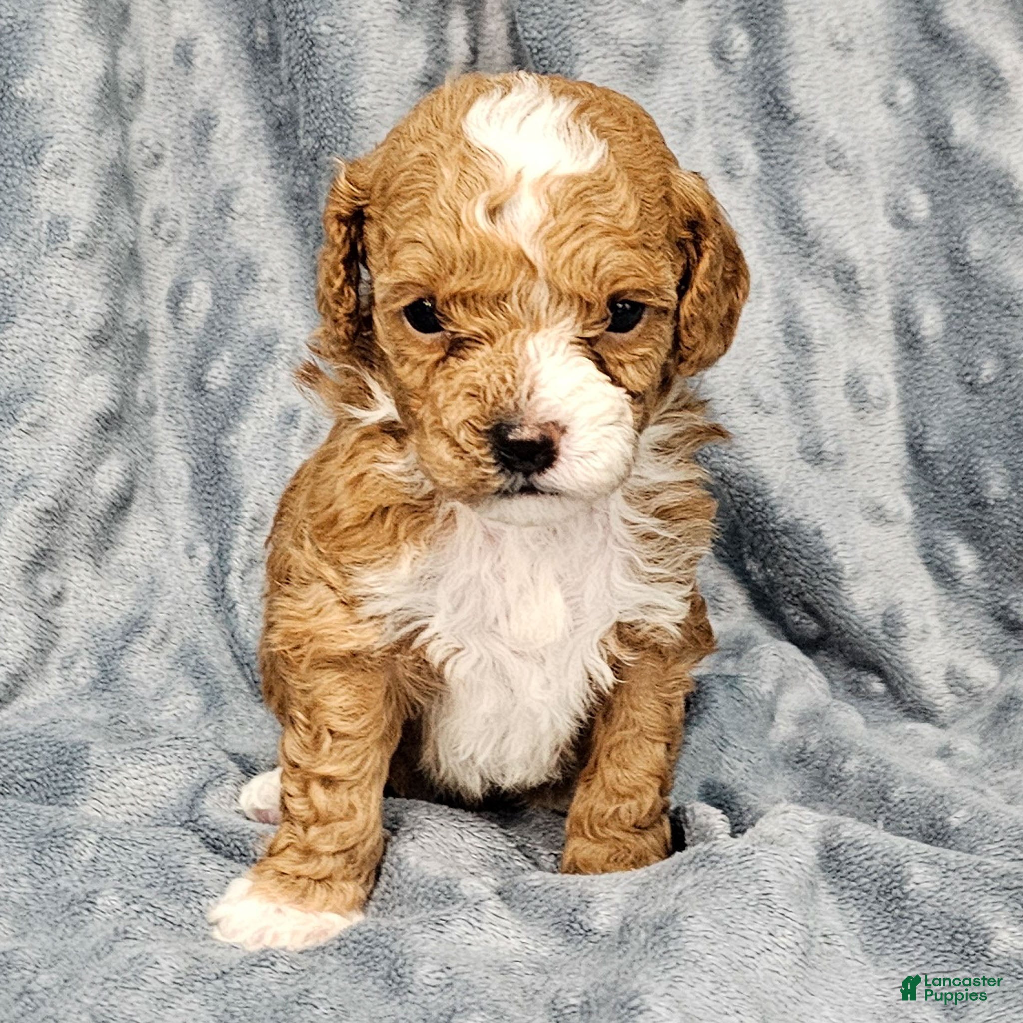 Standard Poodle dogs Chloe - Ad 6