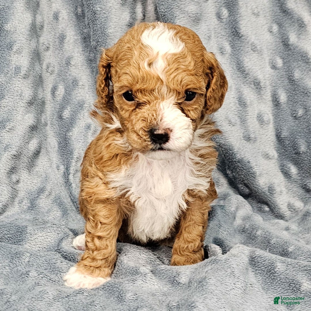 Standard Poodle dogs for sale: Chloe - Ad 1