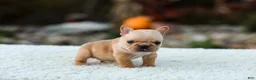 French Bulldog dogs for sale: Jack - Fawn Cream - Ad 10