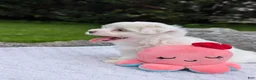 Maltese dogs for sale: Maltese 2 - Ad 7