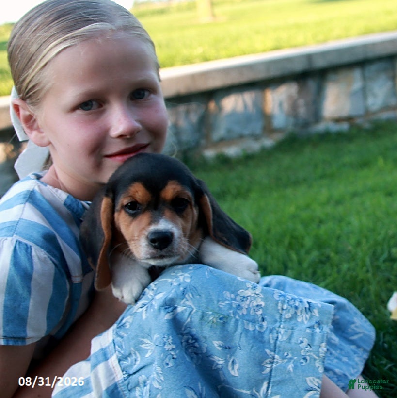 Beagle dogs Coco - Ad 1