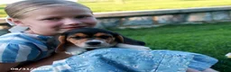 Beagle dogs for sale: Coco - Ad 1