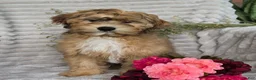 Shihpoo dogs for sale: Mayson - Ad 14