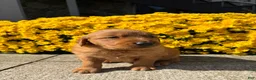 Golden Retriever dogs for sale: Rusty - Ad 6