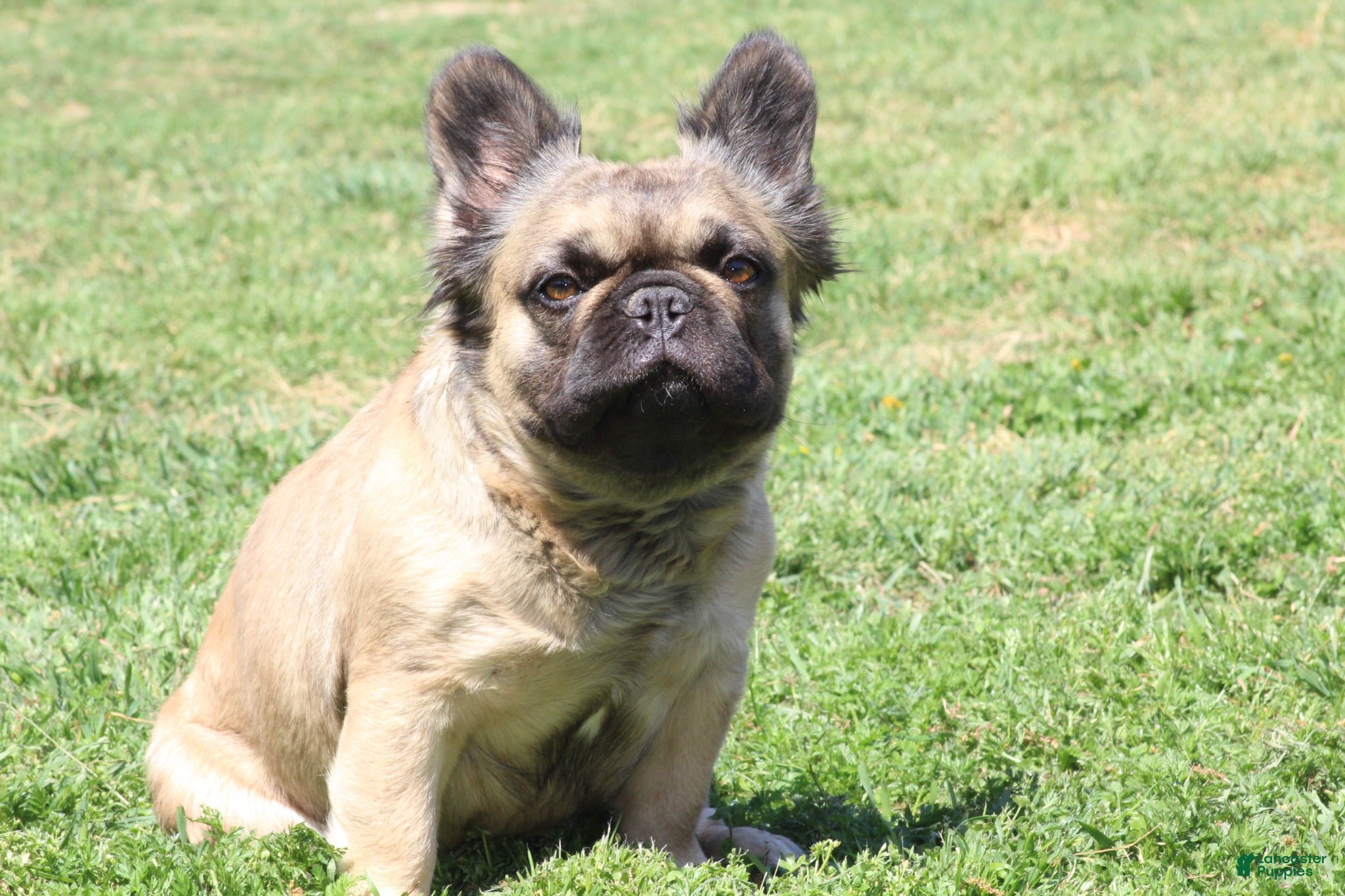 French Bulldog dogs French Bulldog 4 - Ad 2