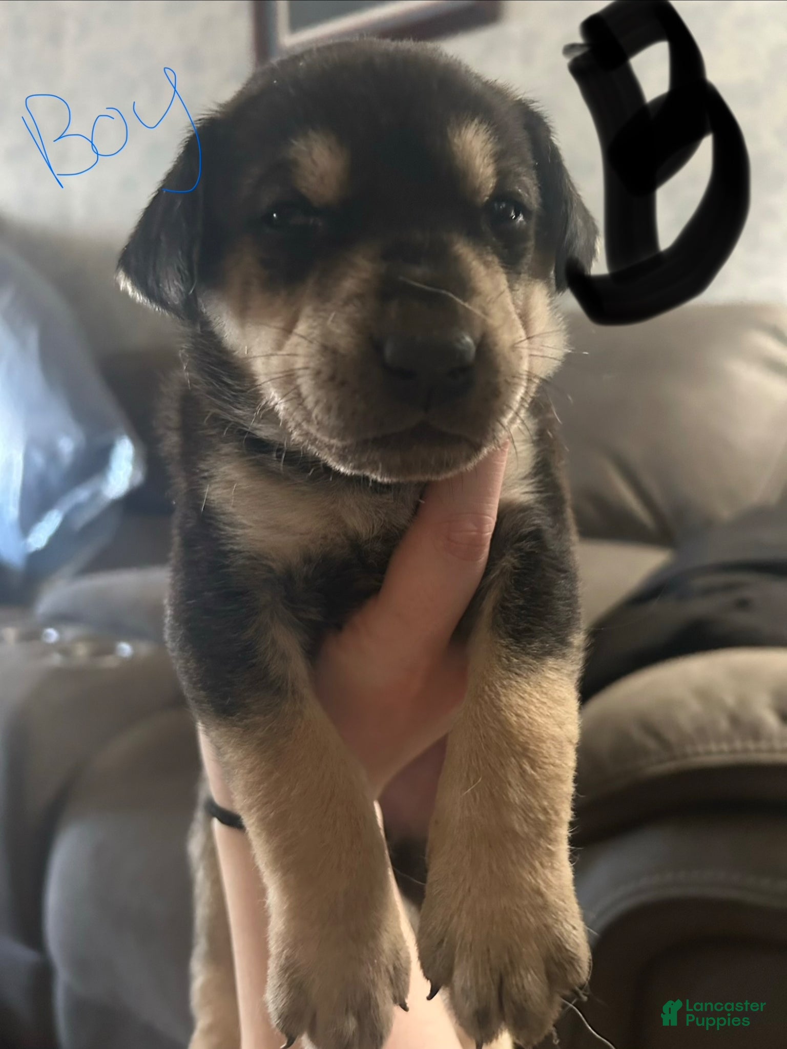 Mixed Breed dogs Mixed Breed Puppy 4 - Ad 4