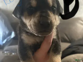 Mixed Breed dogs Mixed Breed Puppy 4 - Ad 3