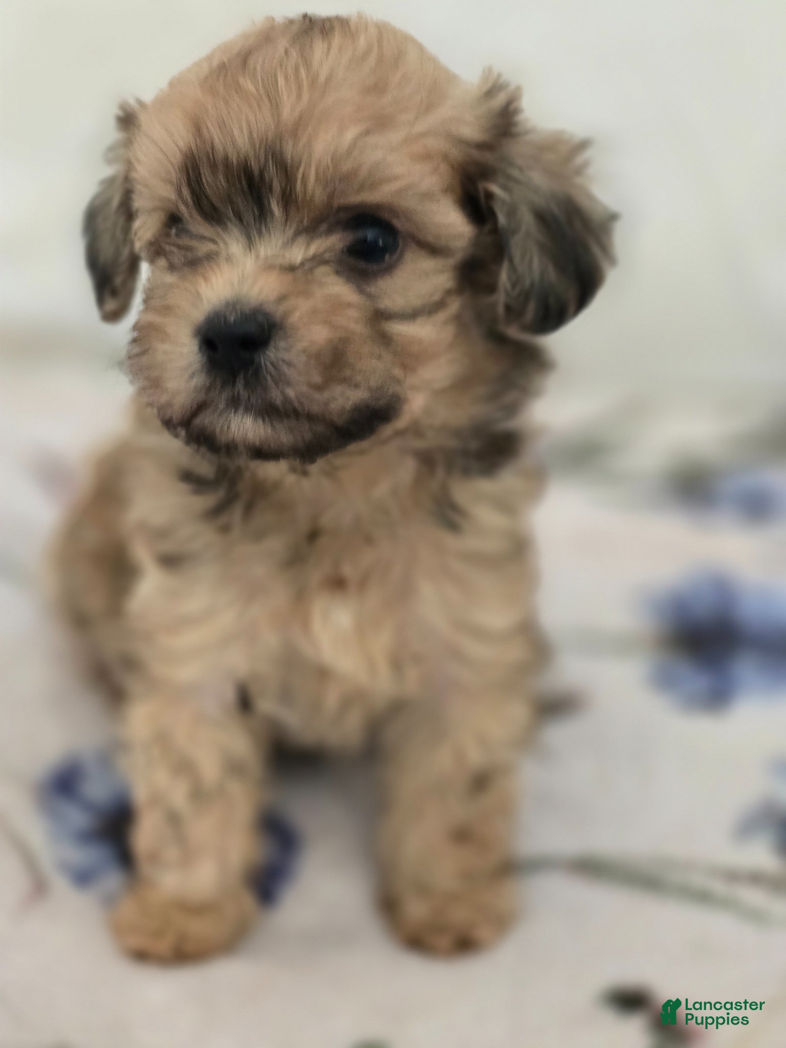 Maltipoo dogs Maltipoo Puppy 1 - Ad 1