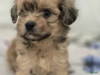 Maltipoo dogs Maltipoo Puppy 1 - Ad 1