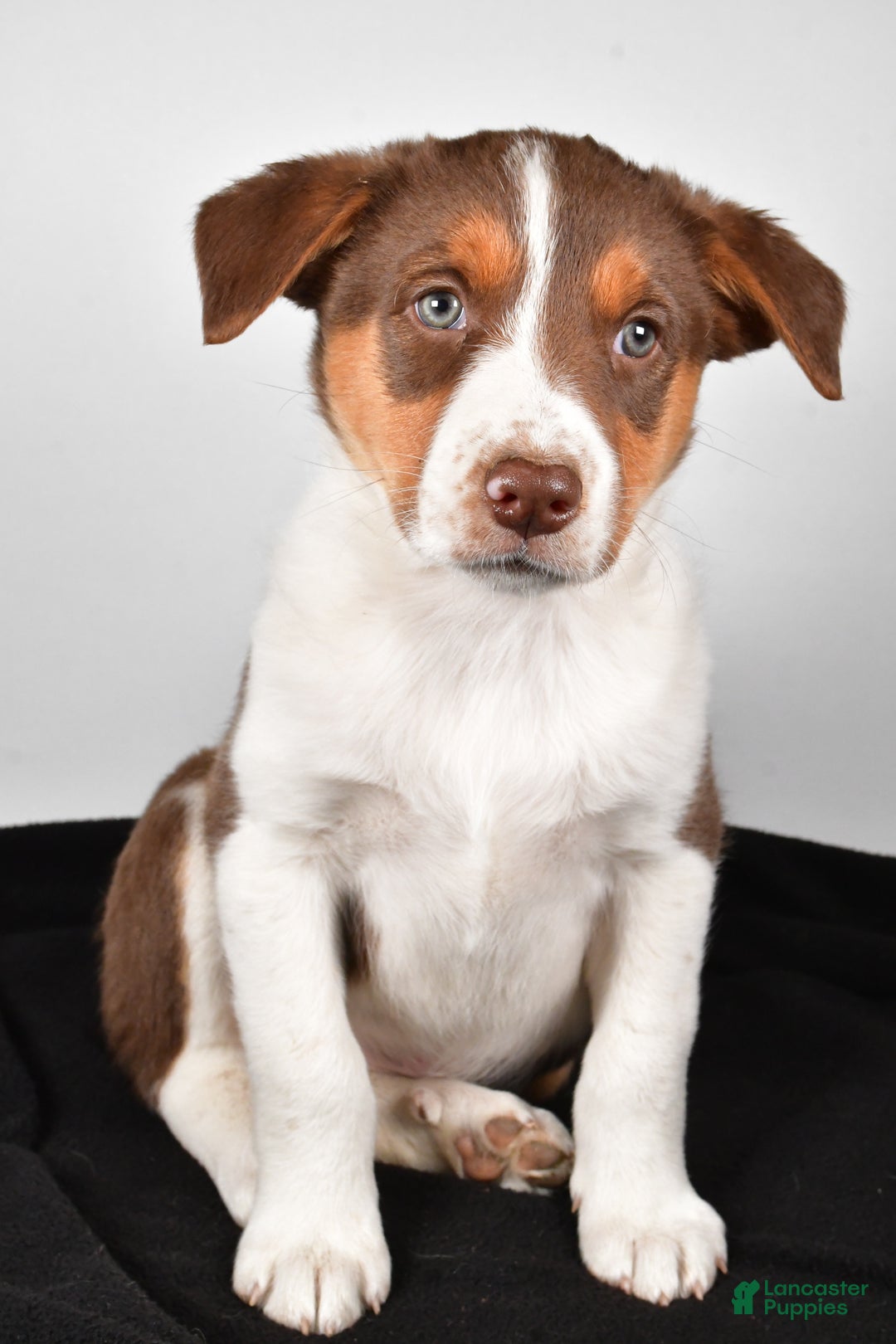 Mixed Breed dogs for sale: Kate - Ad 2