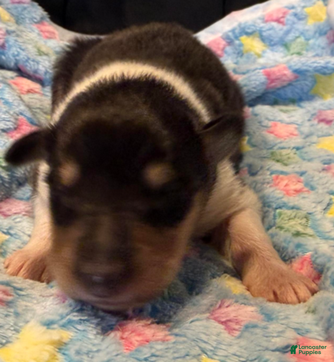 Collie dogs for sale: Caleb - Ad 2