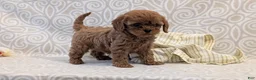 Cavapoo dogs for sale: Tiara - Ad 3