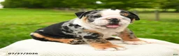 English Bulldog dogs for sale: Meatball - Ad 4
