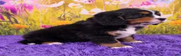 Miniature Bernese Mountain Dog dogs for sale: Scottie - Ad 2