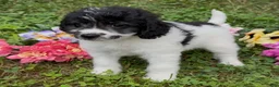 Mini Goldendoodle dogs for sale: Sage - Ad 8