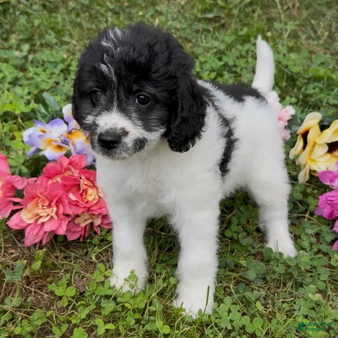 Mini Goldendoodle dogs for sale: Sage - Ad 8
