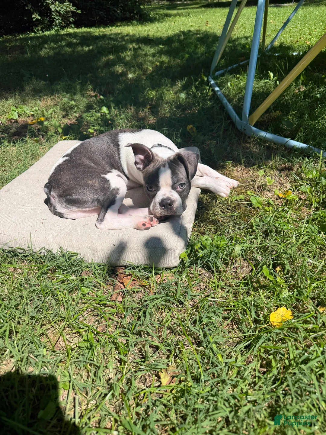 Boston Terrier dogs for sale: Chip - Ad 1