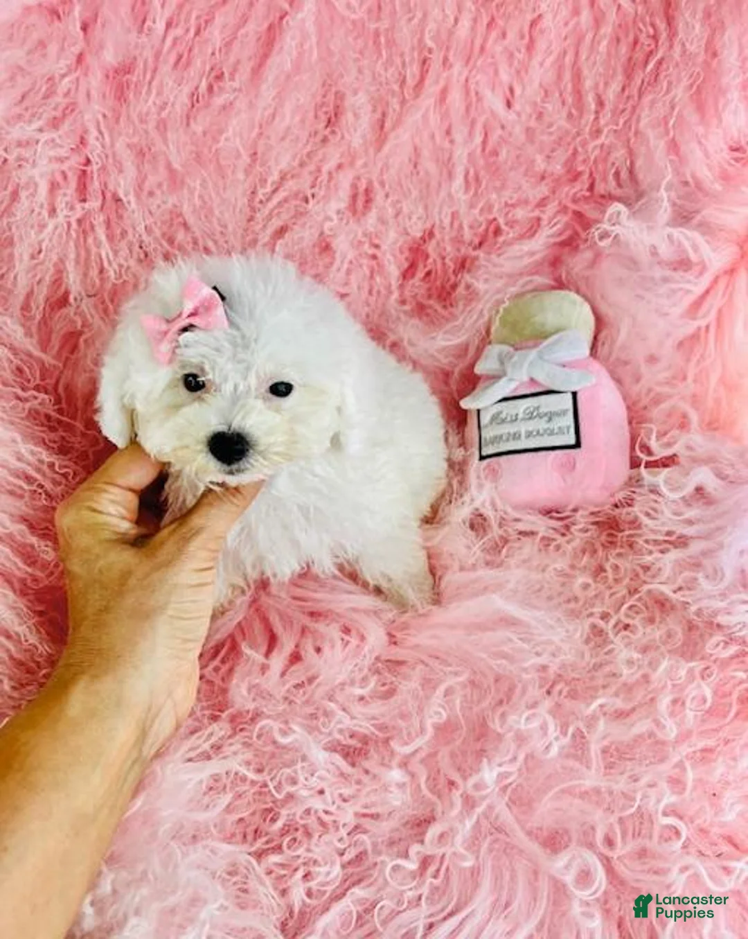 Toy Poodle dogs for sale: Toy Poodle 1 - Ad 2