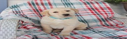 Labrador Retriever dogs for sale: Silas - Ad 3