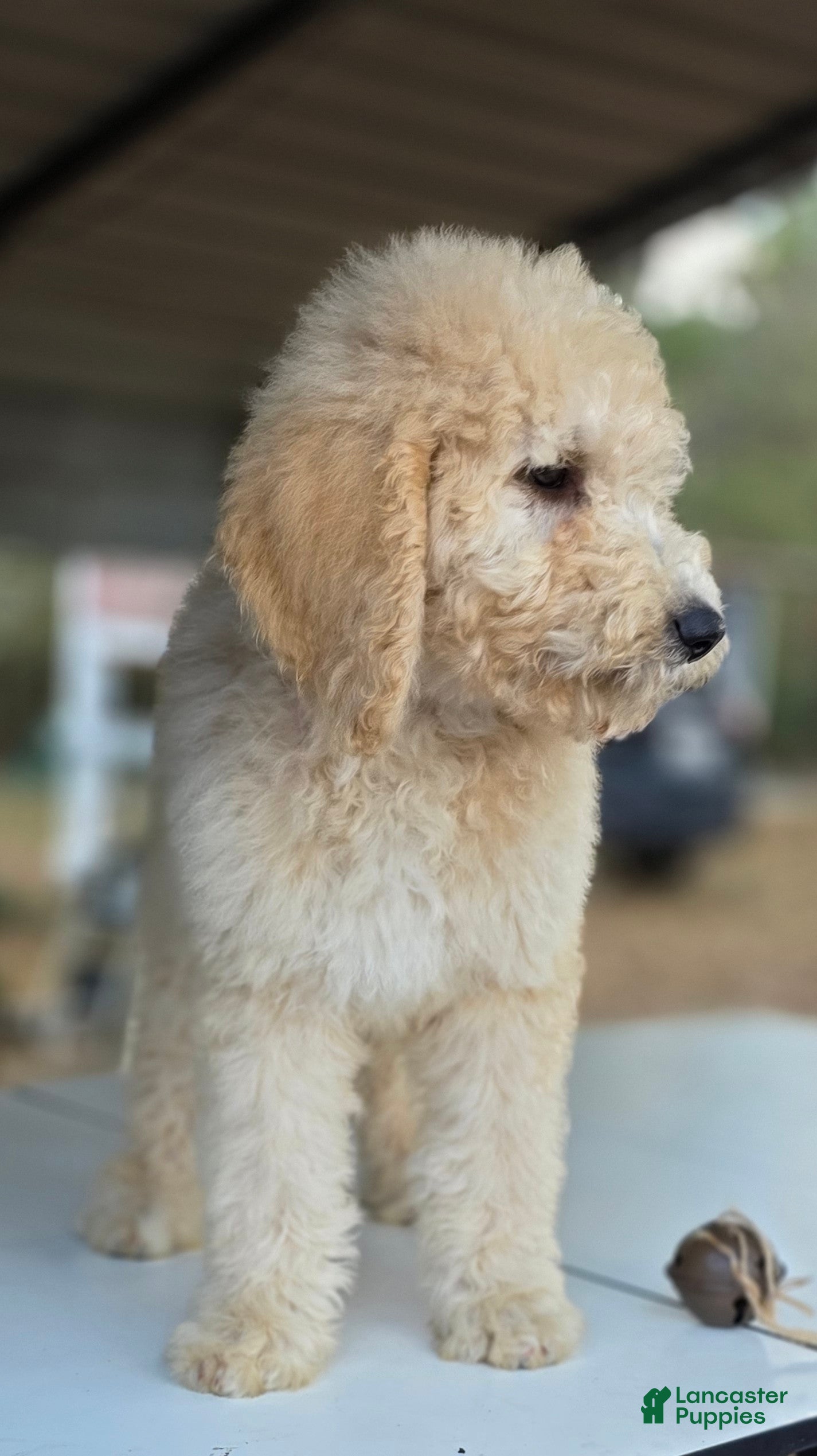 Goldendoodle dogs Dude - Ad 2
