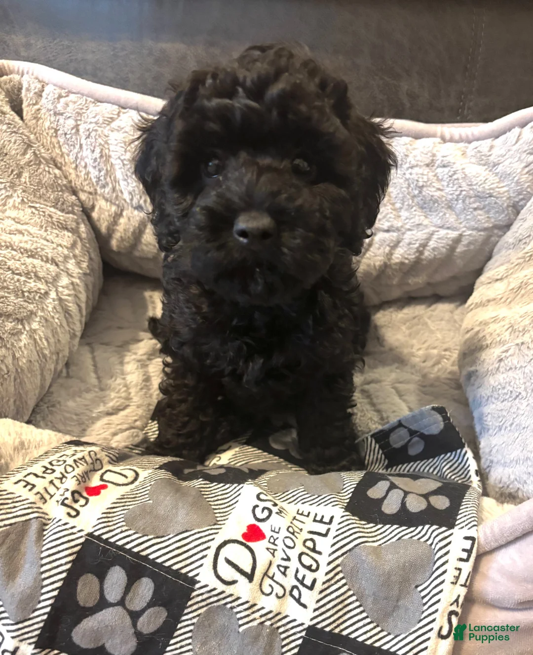 Miniature Poodle dogs for sale: Paco  - Ad 1