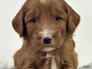 Mixed Breed dogs Rex - Ad 31