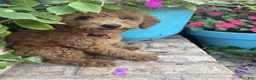 Miniature Labradoodle dogs for sale: Clover - Ad 3