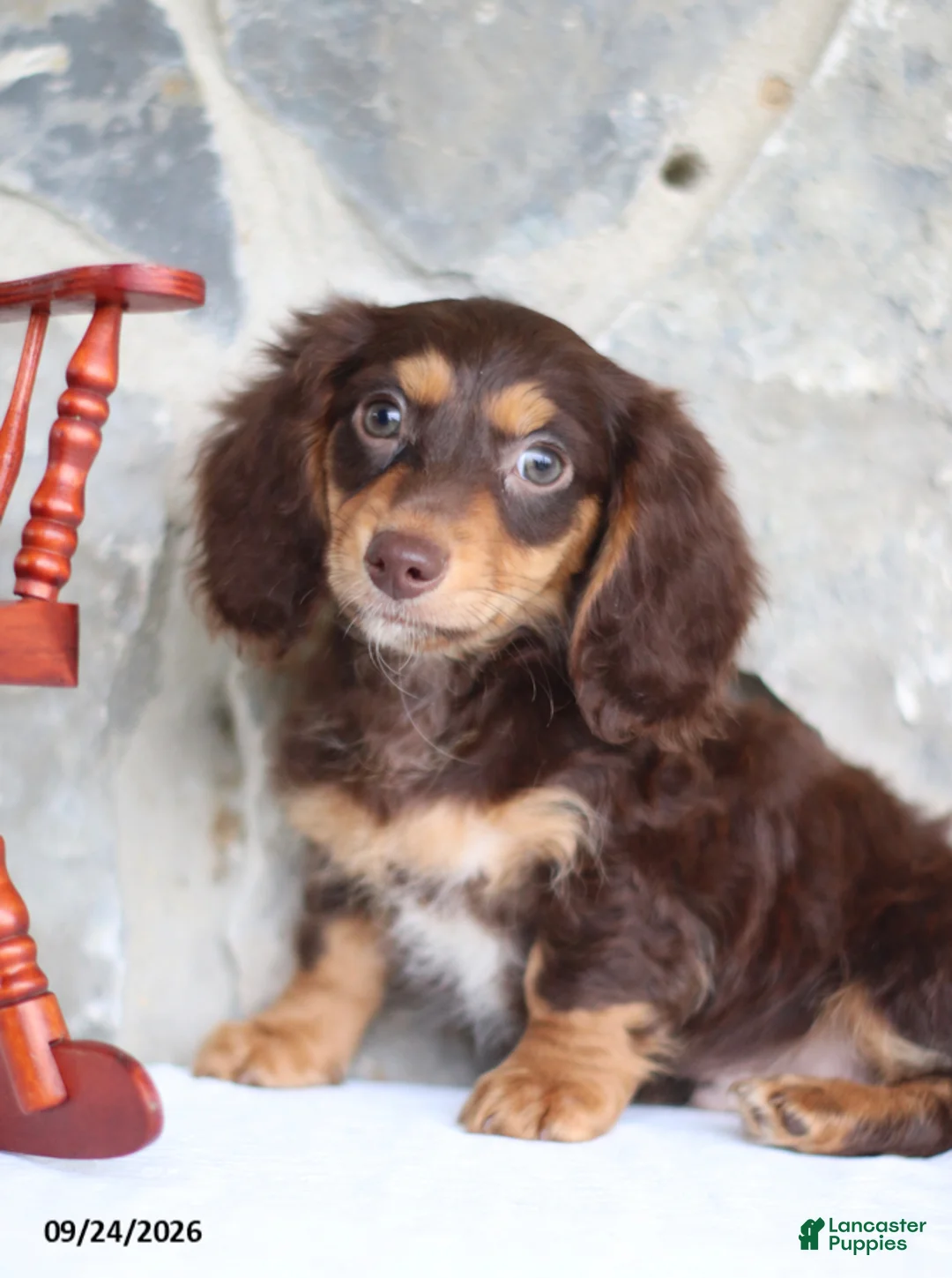 Miniature Dachshund dogs for sale: Tyler - Ad 5