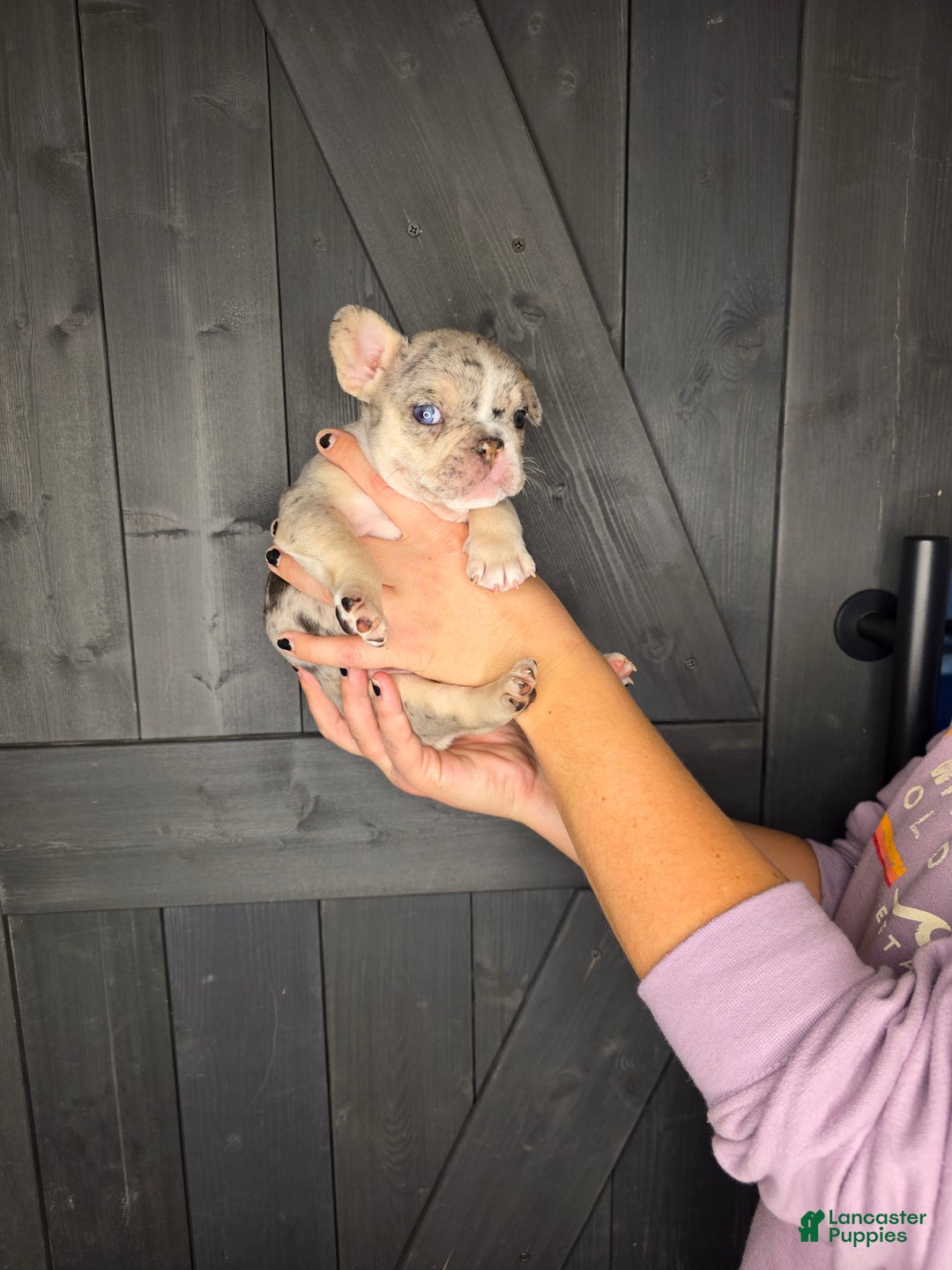 French Bulldog dogs for sale: French Bulldog Puppy 3 - Ad 5
