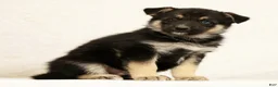 Gerberian Shepsky dogs for sale: Jasper - Ad 3