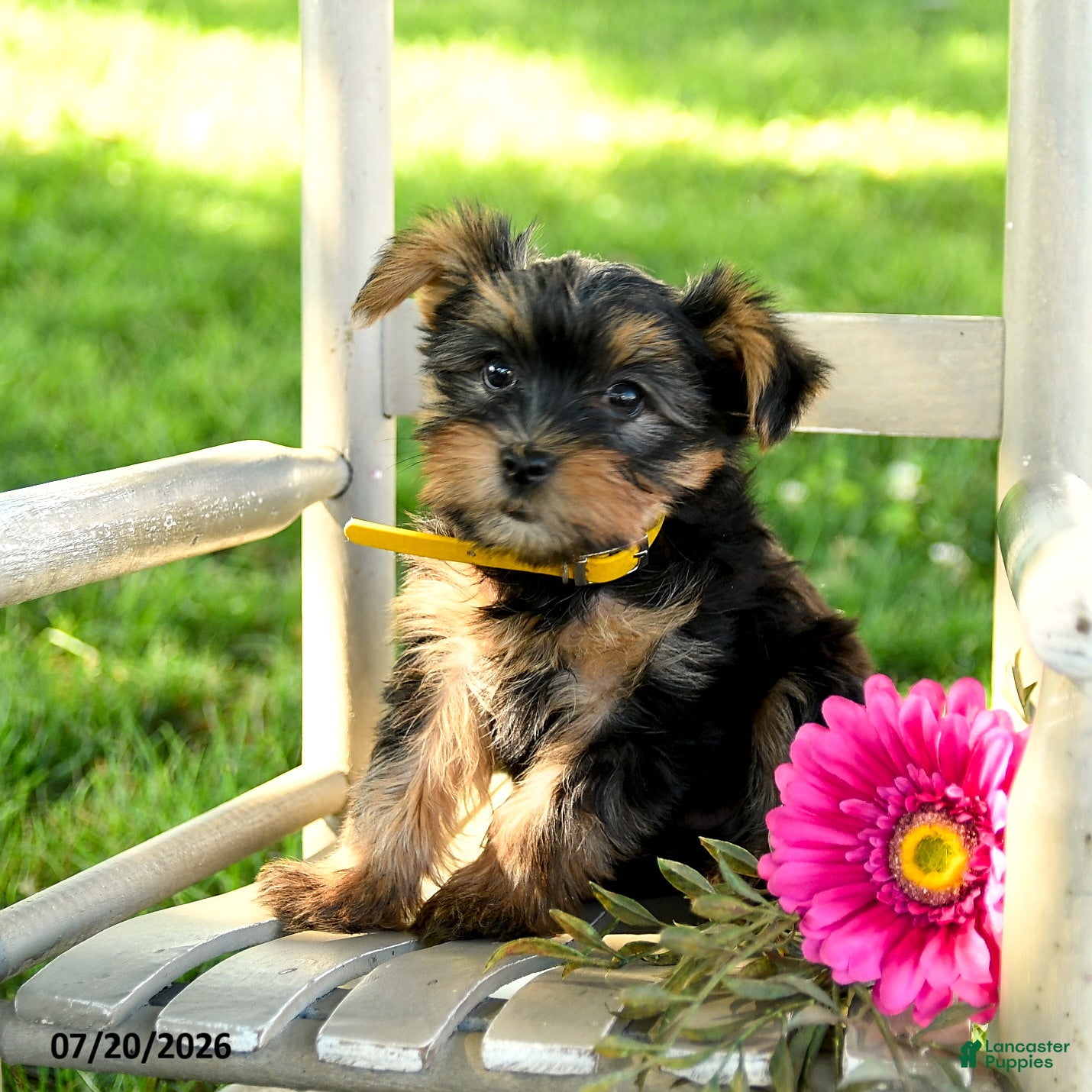 Yorkshire Terrier dogs Maxwell - Ad 2