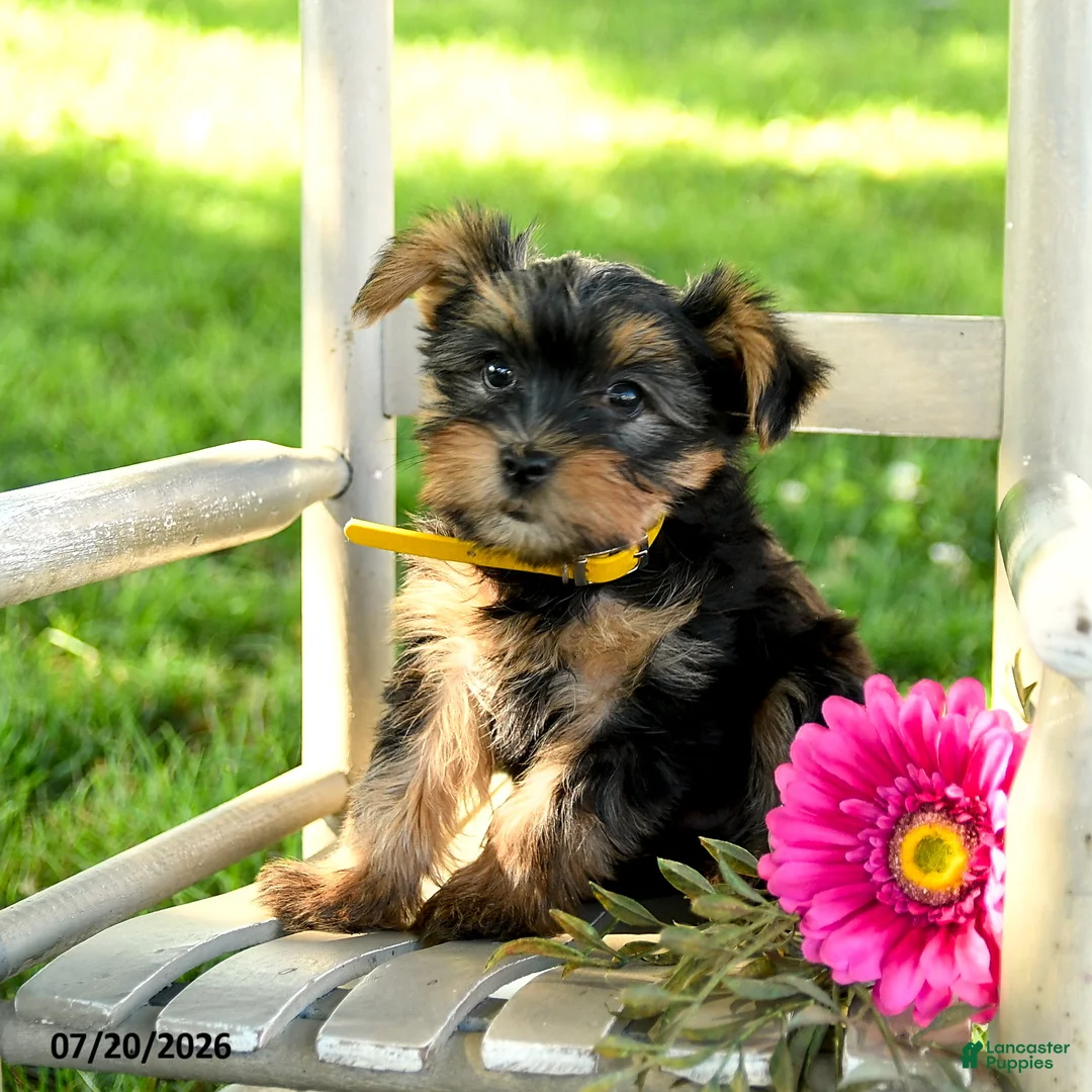 Yorkshire Terrier dogs for sale: Maxwell - Ad 2