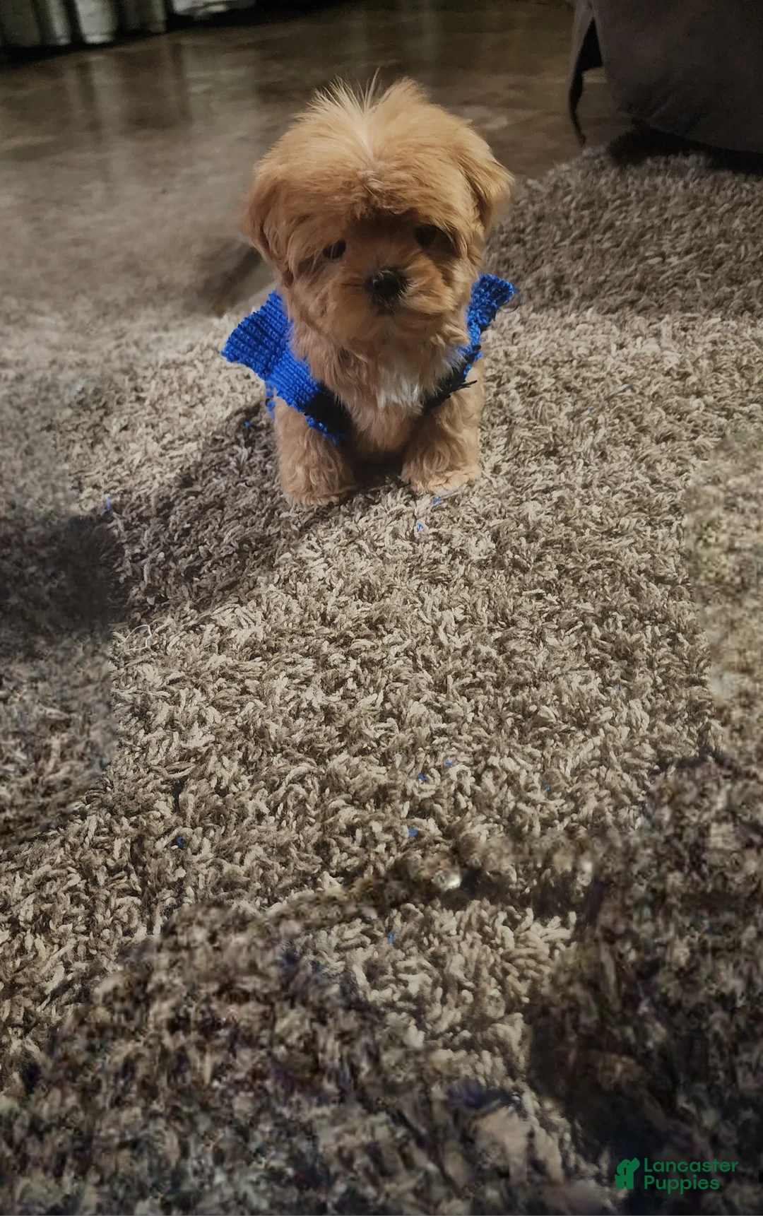 Cavapoo dogs for sale: Pickles - Ad 1