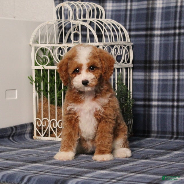 Miniature Poodle dogs Xoey (Irish Spotting) - Ad 2