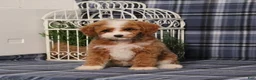 Miniature Poodle dogs for sale: Xoey (Irish Spotting) - Ad 7