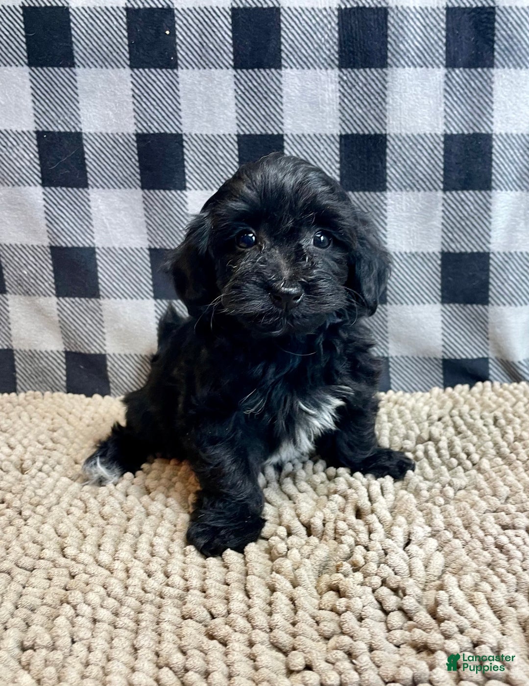 Mixed Breed dogs for sale: Ruby - Ad 6